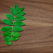 Walnut